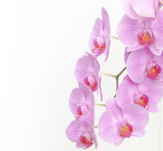 Orchidee